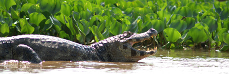 Green caiman